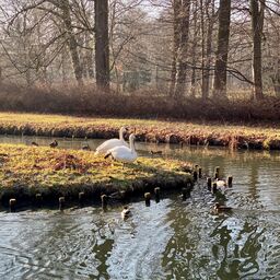 Schwäne im Branitzer Park