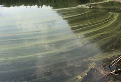 Symbolbild: Wasser mit Blaualgen