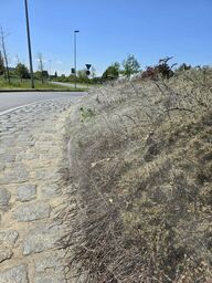 Gespinstmotte am Kreisel Pappelallee-Nordring