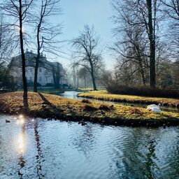 Schwäne im Branitzer Park