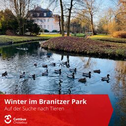 Enten im Branitzer Park