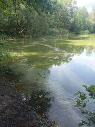 Blaualgen im Madlower See