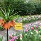Keukenhof, Holland - Sogar Cottbus ist da... © Wilma van Aggelen Keukenhof, Holland - Sogar Cottbus ist da...