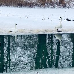 Schwäne im Schnee im Branitzer Park