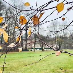 Blick auf das Schloss Branitz