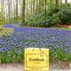 Keukenhof, Holland - Ein Fluss aus Blumen © Wilma van Aggelen Keukenhof, Holland - Ein Fluss aus Blumen