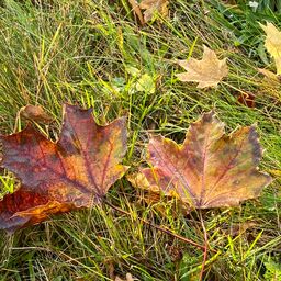 Herbstblätter im Branitzer Park