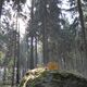 Stille im Wald im Zittauer Gebirge © Petra Schäfer Stille im Wald im Zittauer Gebirge