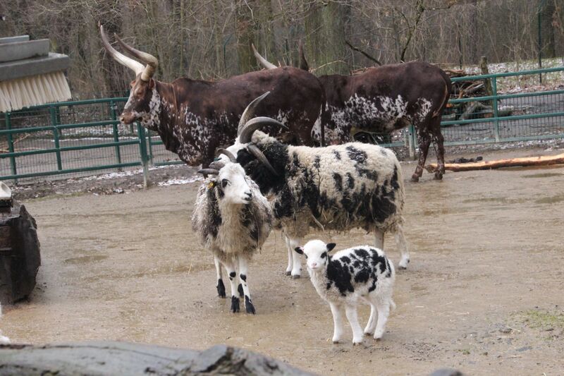 Wasserbüffel und Ziegen