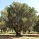 Ölbaum im Cilento-Italien