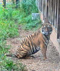 Tierpark Cottbus - Tiger