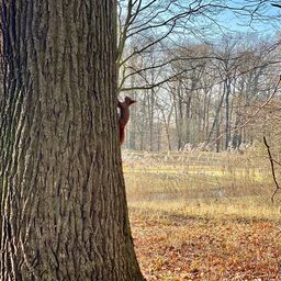 Eichhörnchen im Branitzer Park