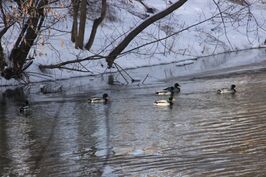 Goethepark im Winter